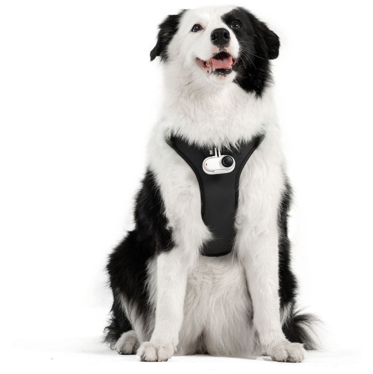 Insta360 Pet Harness Mount Size L