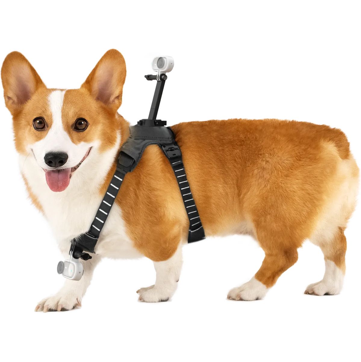 Insta360 Pet Harness Mount Size M
