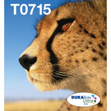 Epson Easymail MP Cheetah DuraBrite Ultra CMYK