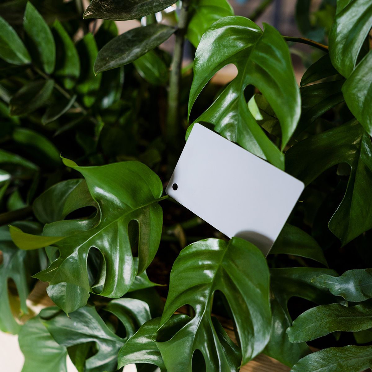 Caruba Digital Grey Card DGC-1