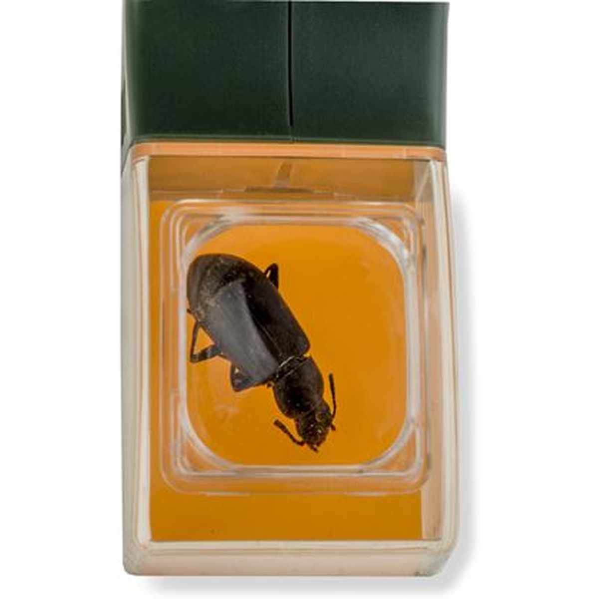 Carson Bugview Magnifier w/ One-Handed Bug Catcher - image 5 of 5