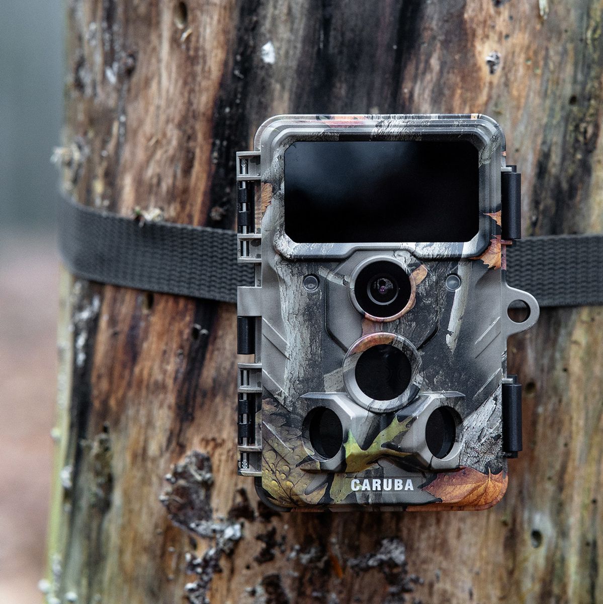 Caruba Wildcamera Moose 4K