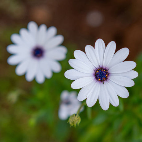 Meike 50mm f/1.8 AF STM Lens Sony E Mount - image 3 of 5