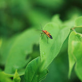 Viltrox AF 56mm f/1.2 Pro Sony E Aps C