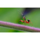 Laowa CA-Dreamer 100mm f/2.8 Macro 2:1 For Canon EF Manual - image 5 of 5